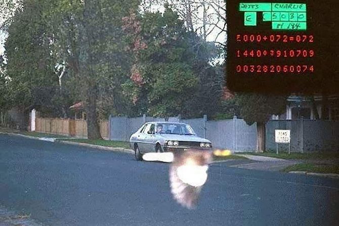 The bird