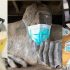 Social networks reaction to coronavirus in the world: jokes and life hacks from users
