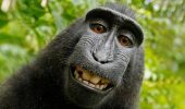 Animal heroes who saved people’s lives
