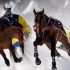 Extreme skijoring – what kind of sport is it?