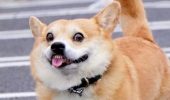 Top-Zusammenstellung lustiger Videos von Tiktok #1